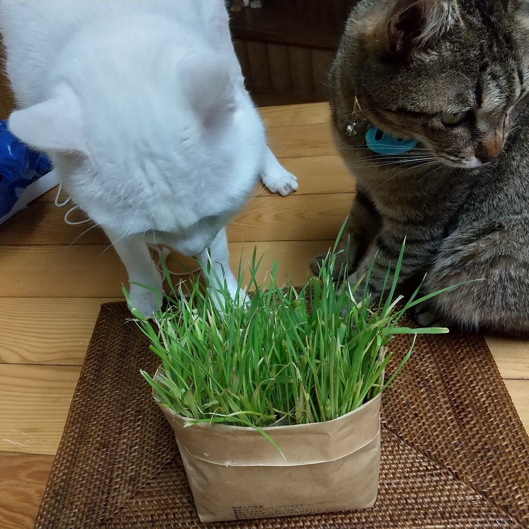 ねこ