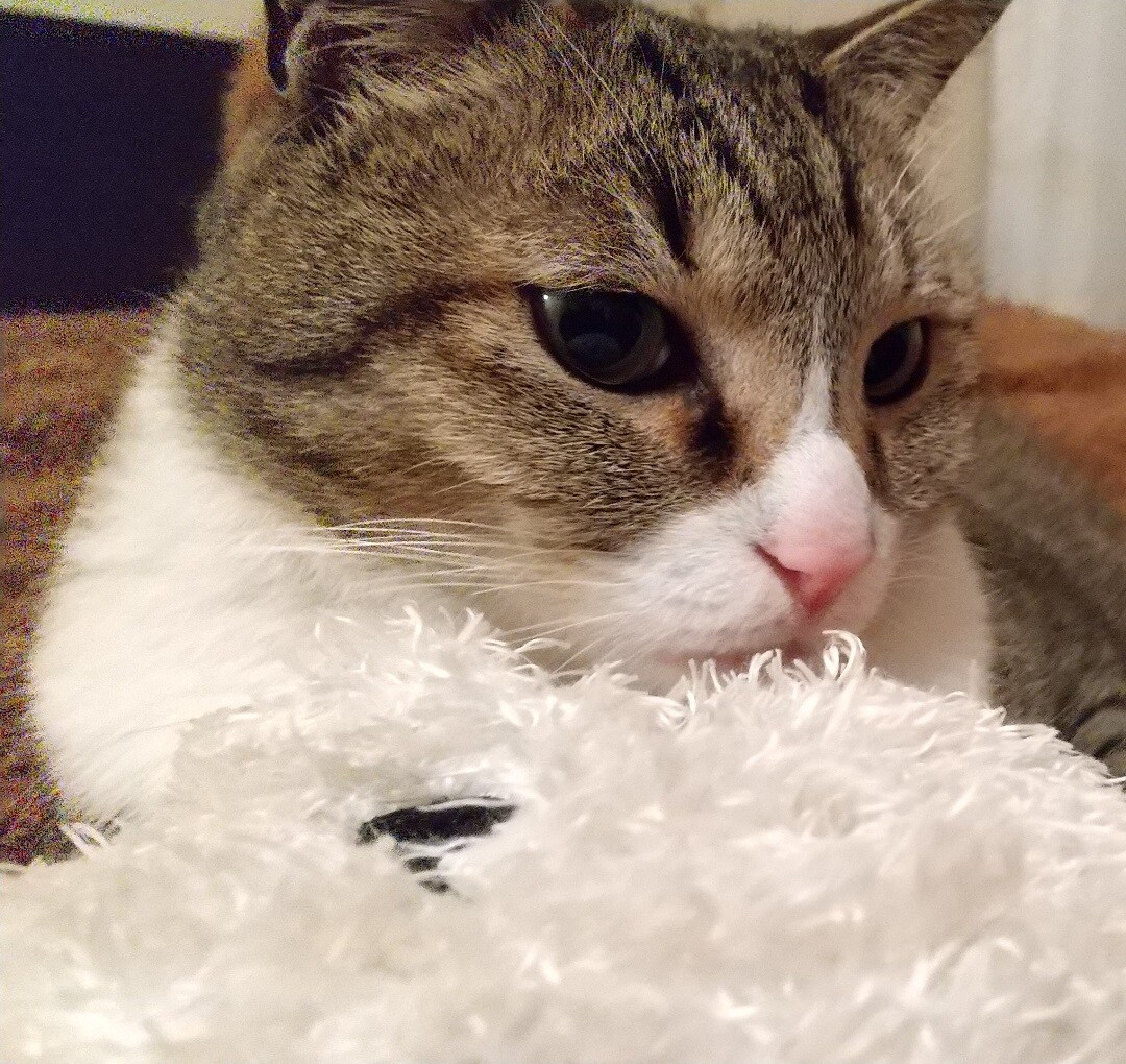 ねこ