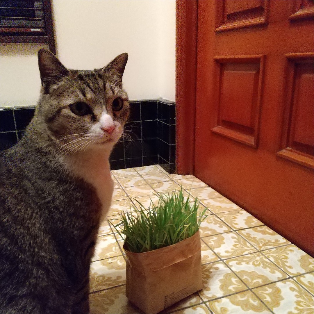 ねこ