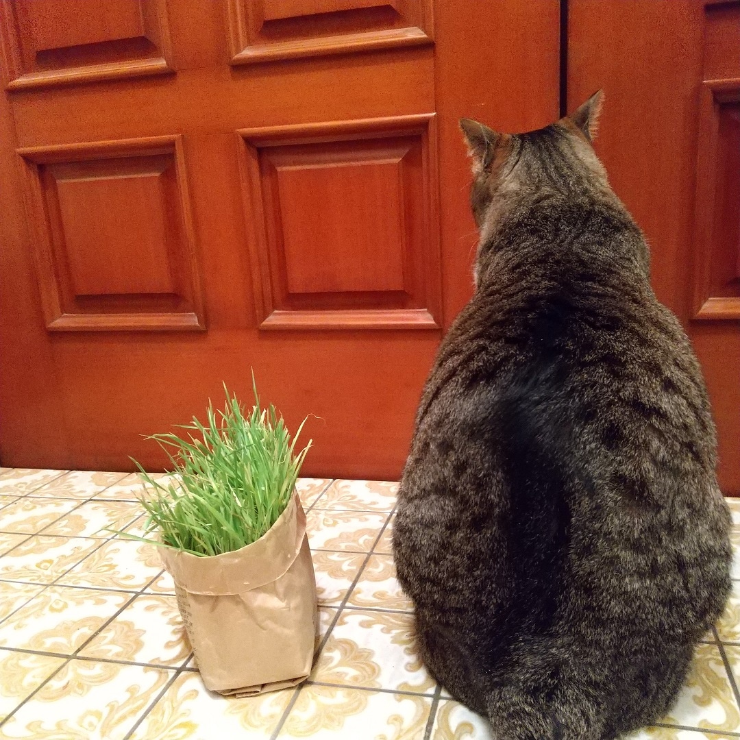 ねこ