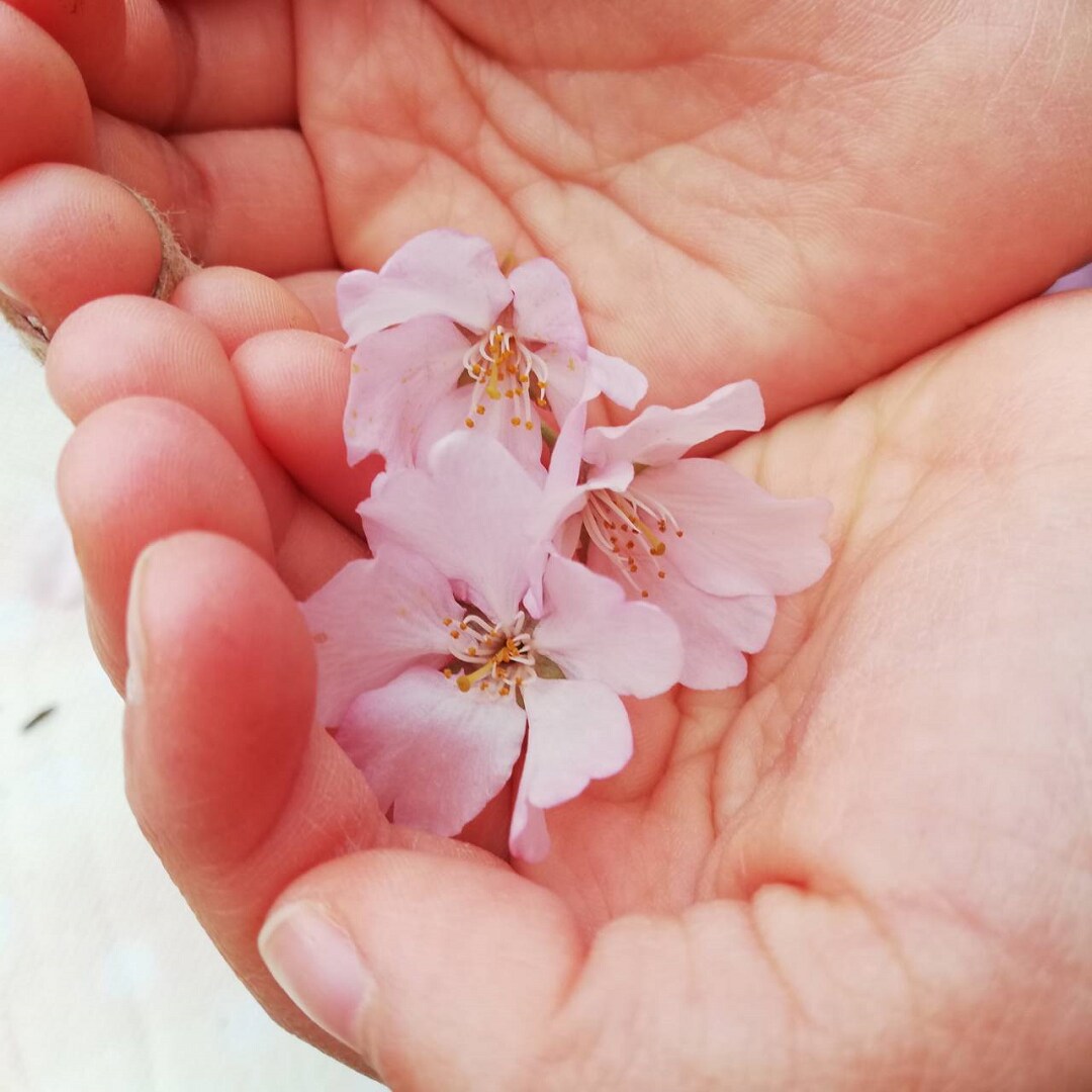 さくら