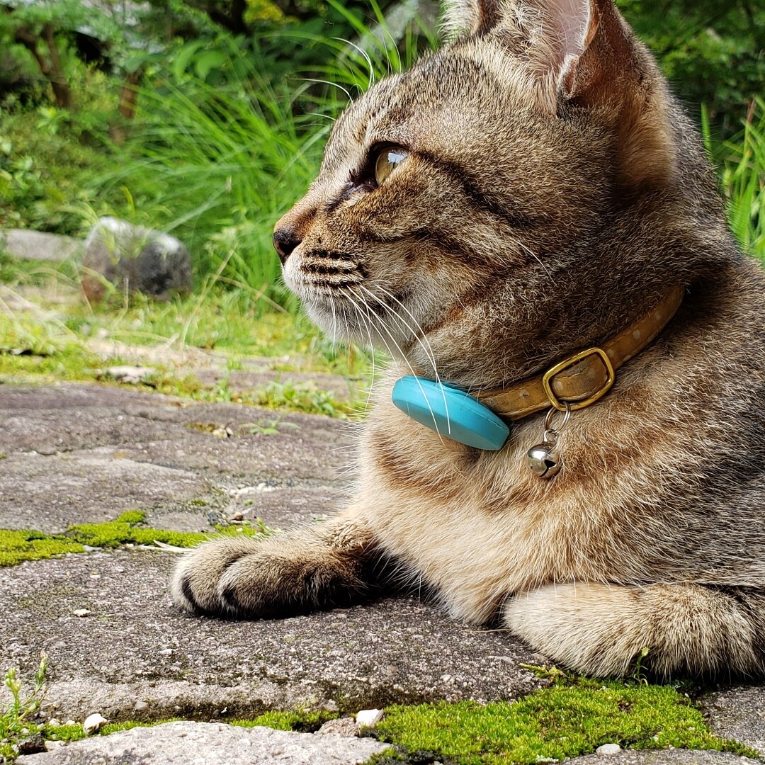 ネコ