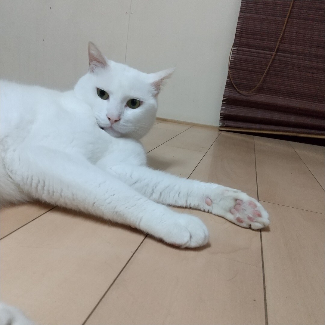 ネコ
