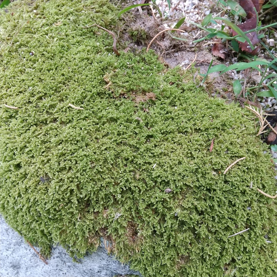 苔