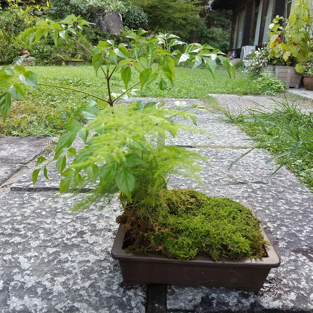 苔とネコ