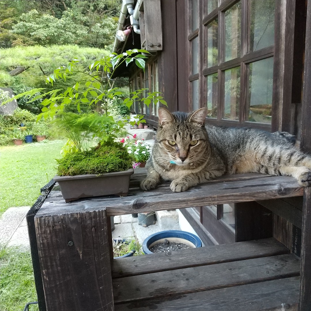 苔とネコ