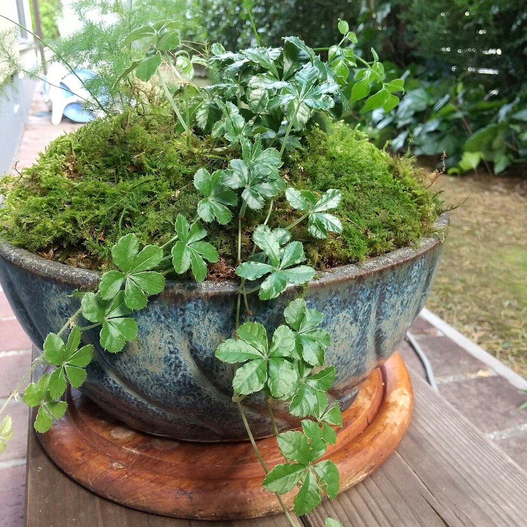 苔の寄せ植え