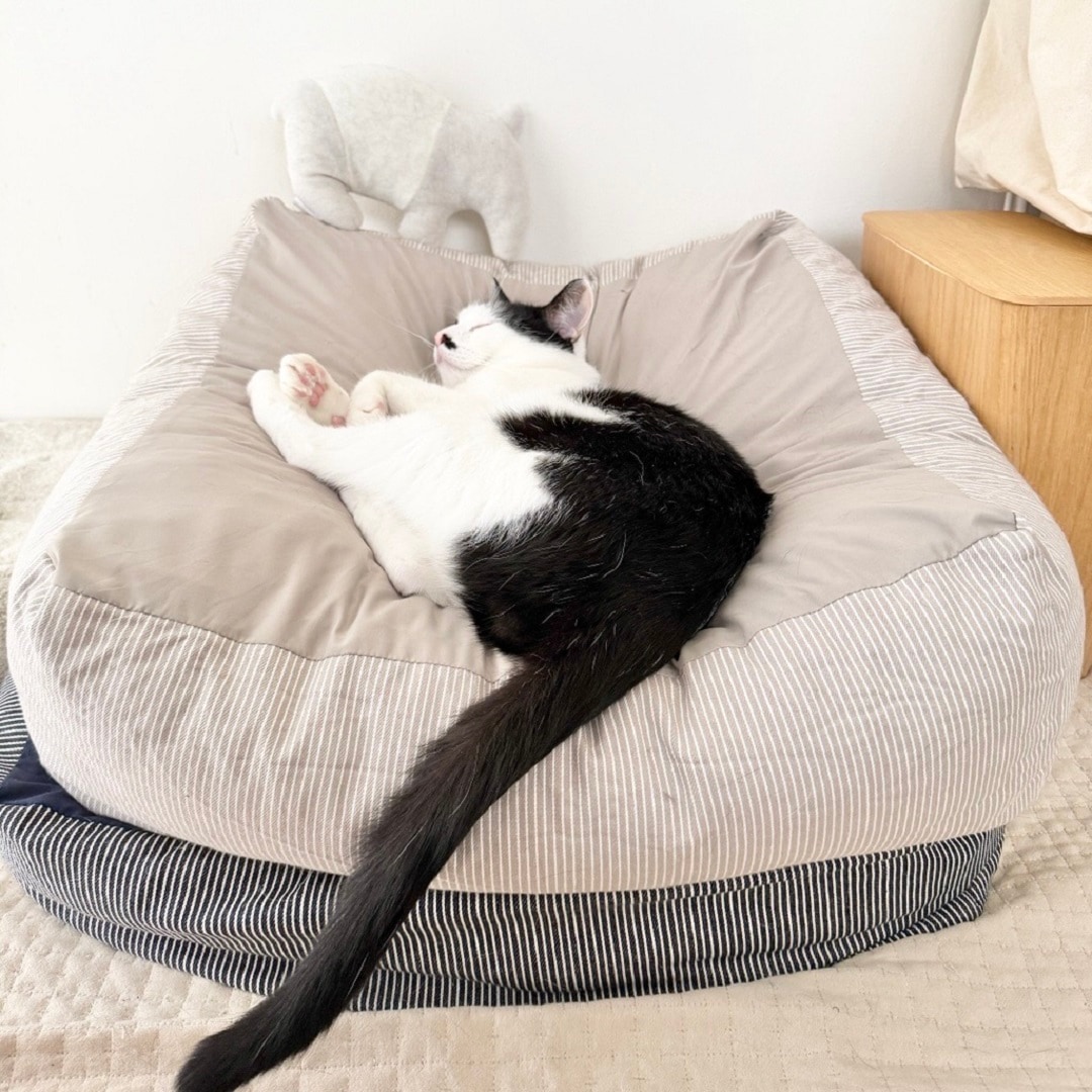 【アトレ川越】猫を包み込むクッション