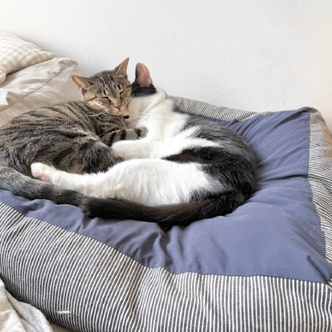 【アトレ川越】猫を包み込むクッション