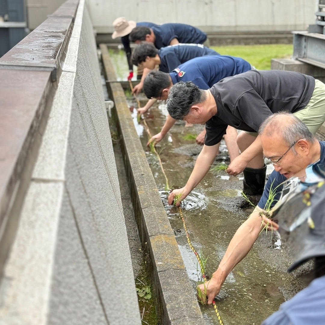 【銀座】銀座で田植え