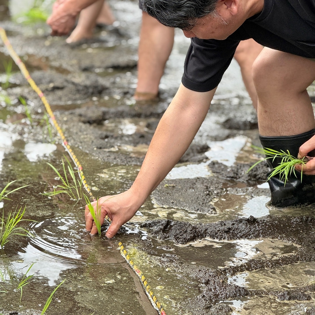 【銀座】銀座で田植え