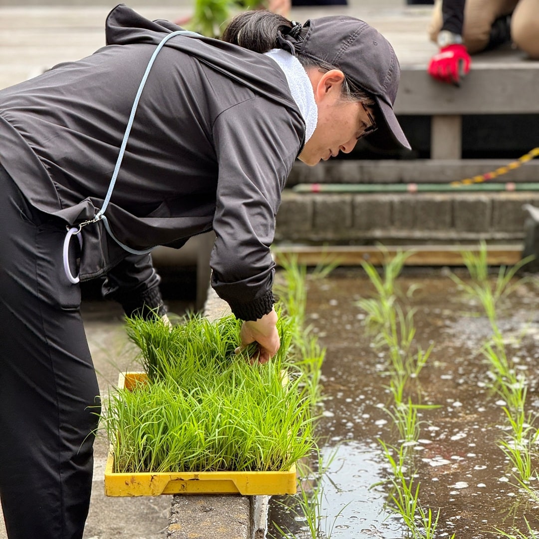 【銀座】銀座で田植え