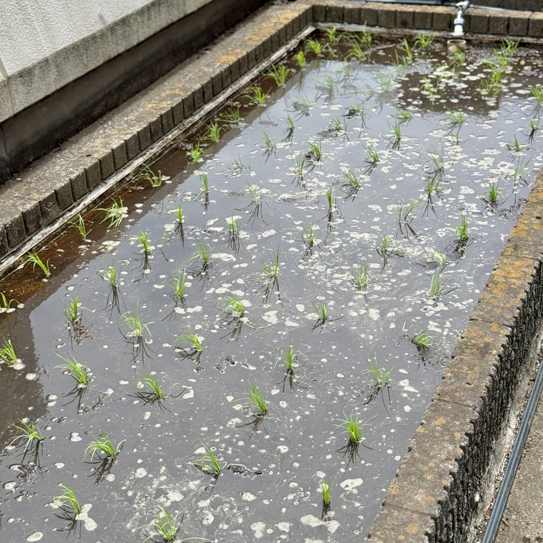 【銀座】銀座で田植え