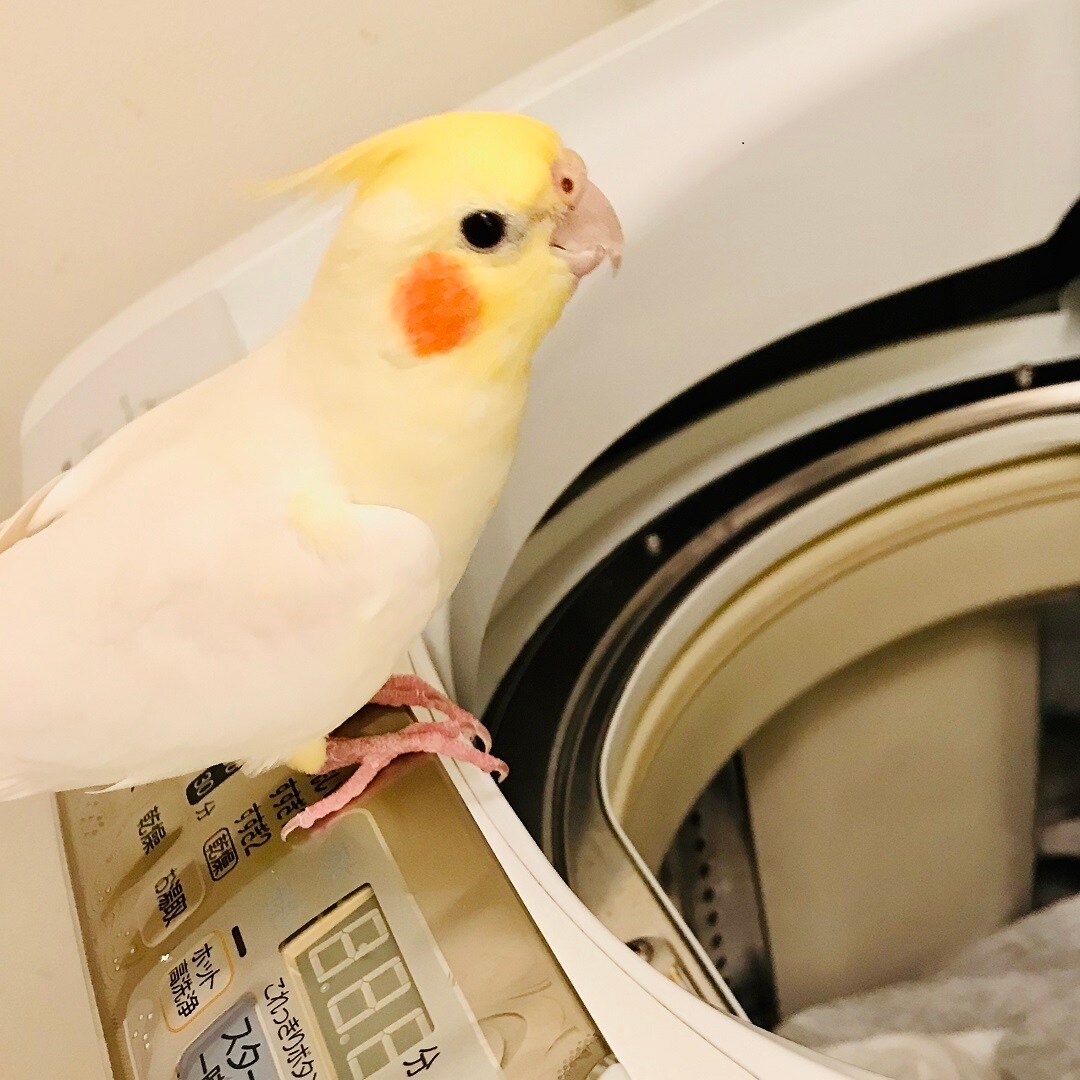 こちらを見る鳥