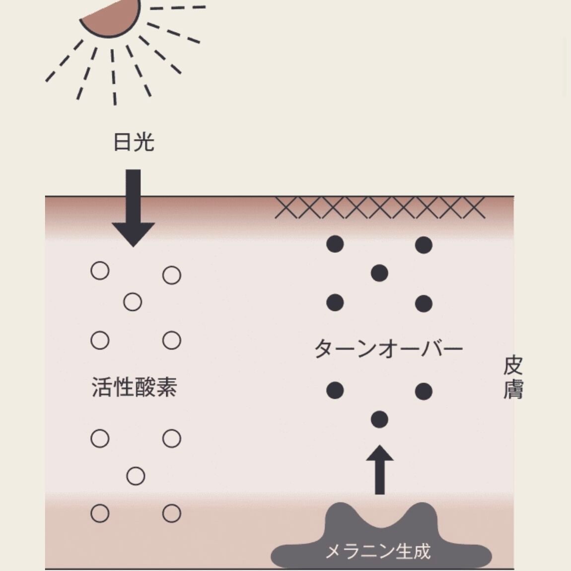 紫外線