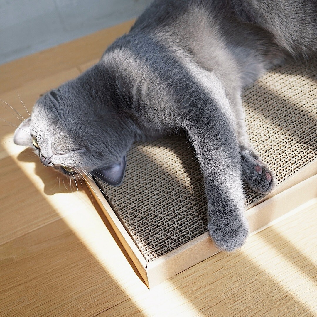 ベッドでひっくり返るねこ