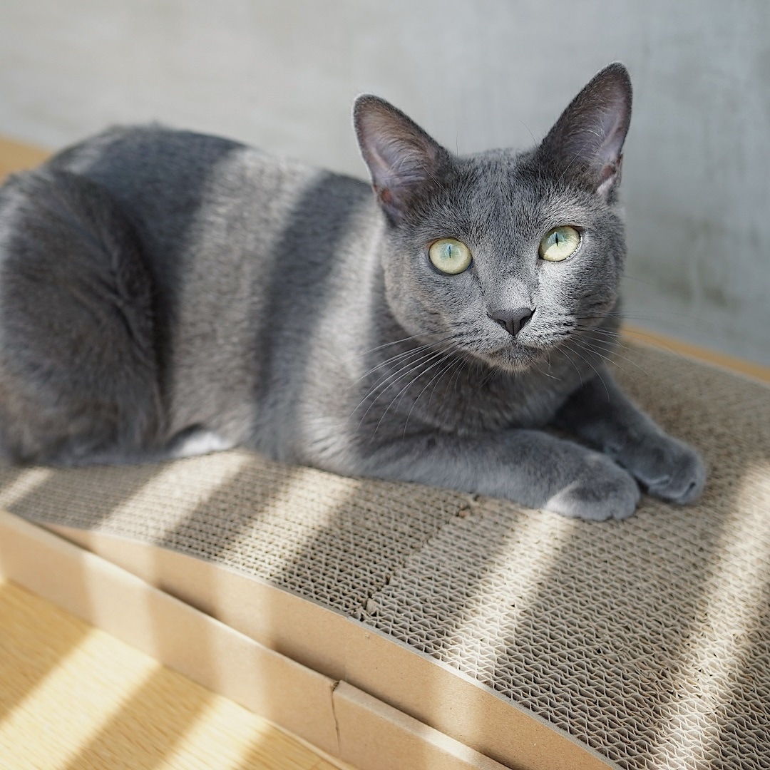 爪とぎベッドとねこ
