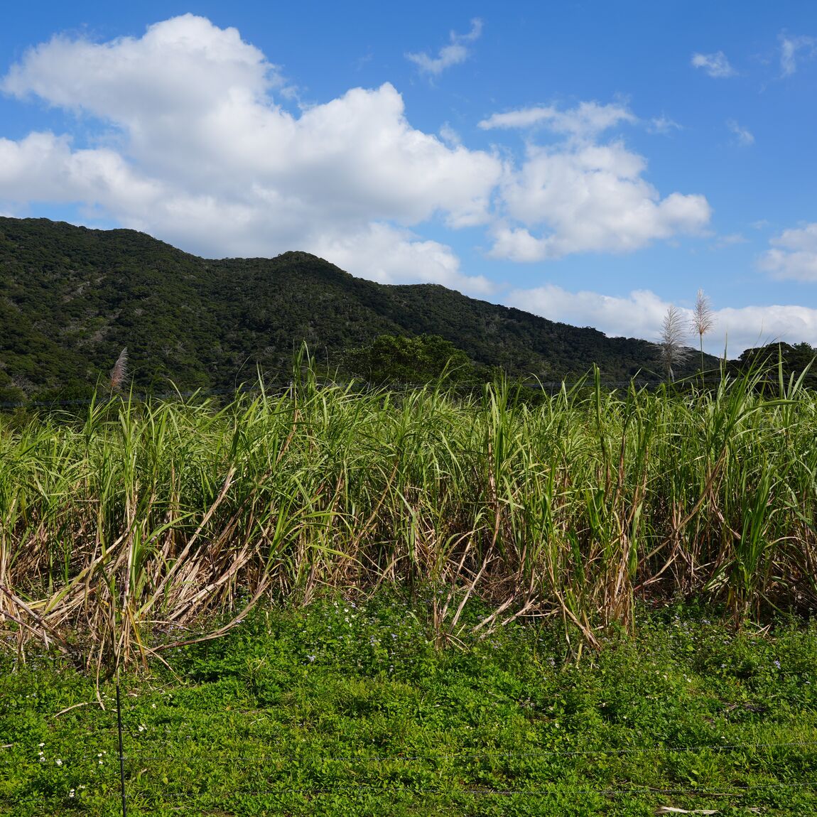 【銀座】奄美のお酒 黒糖焼酎
