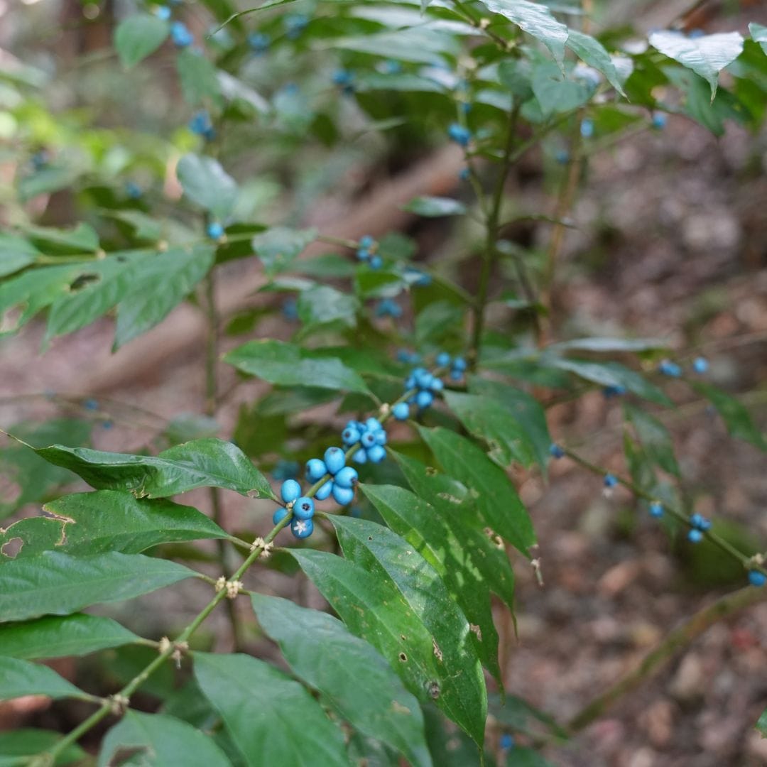 【銀座】つながる市　奄美大島　