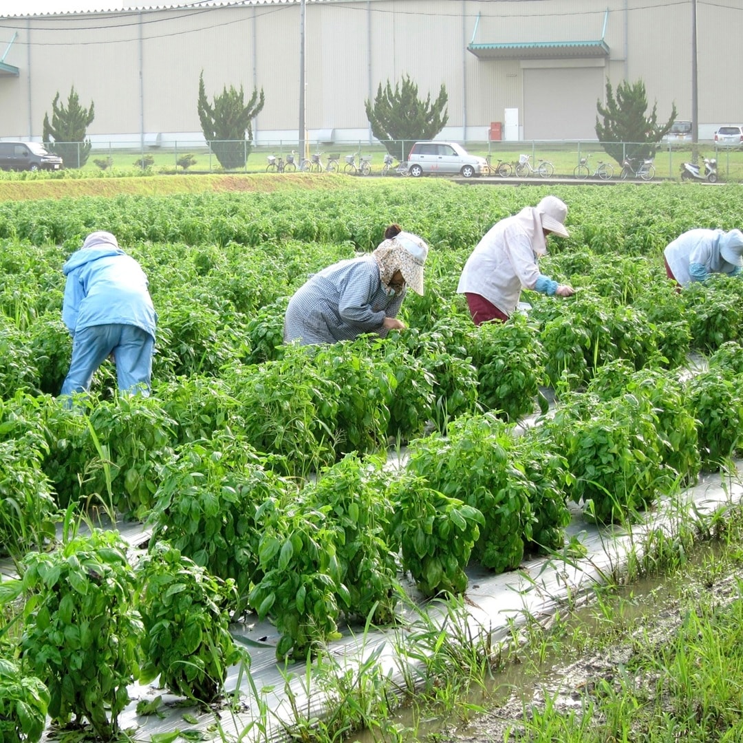 【ピオレ姫路】＼兵庫県産のバジルペーストを使用した／あえるだけのパスタソース新発売