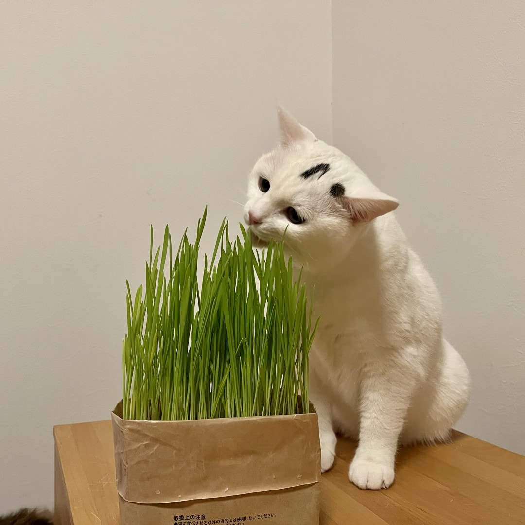 【イオンモール新発田】今日は何の日？～土を使っていない　猫草栽培セット