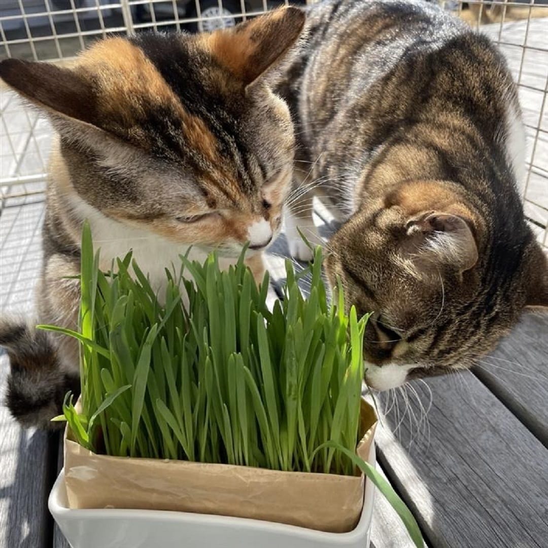 猫草