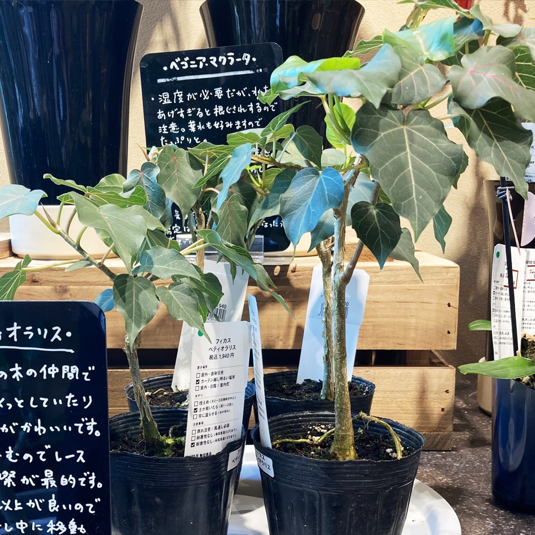 【マルエイガレリア】グリーン入荷のお知らせ