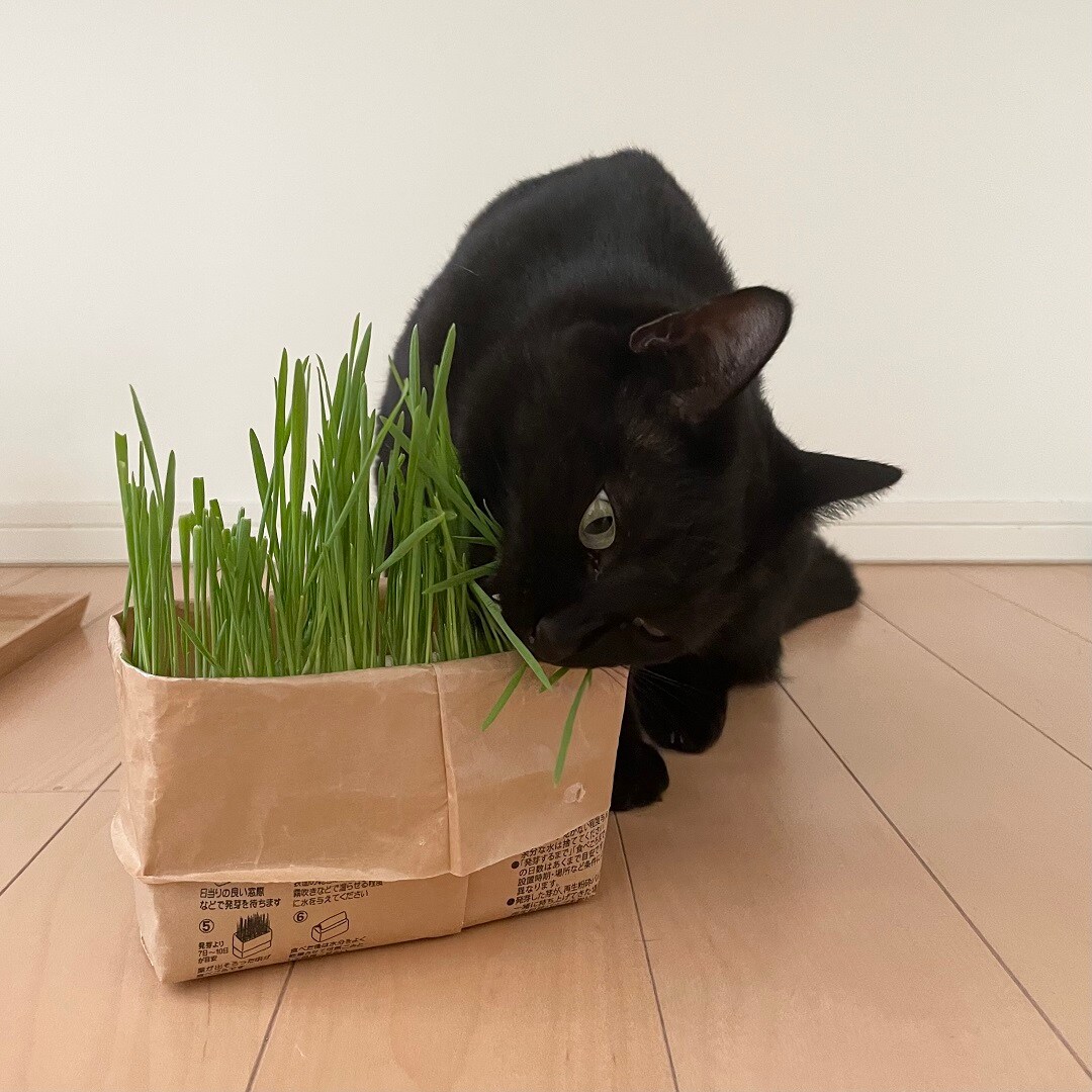 猫4