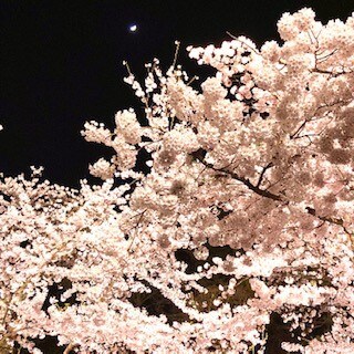 夜桜１