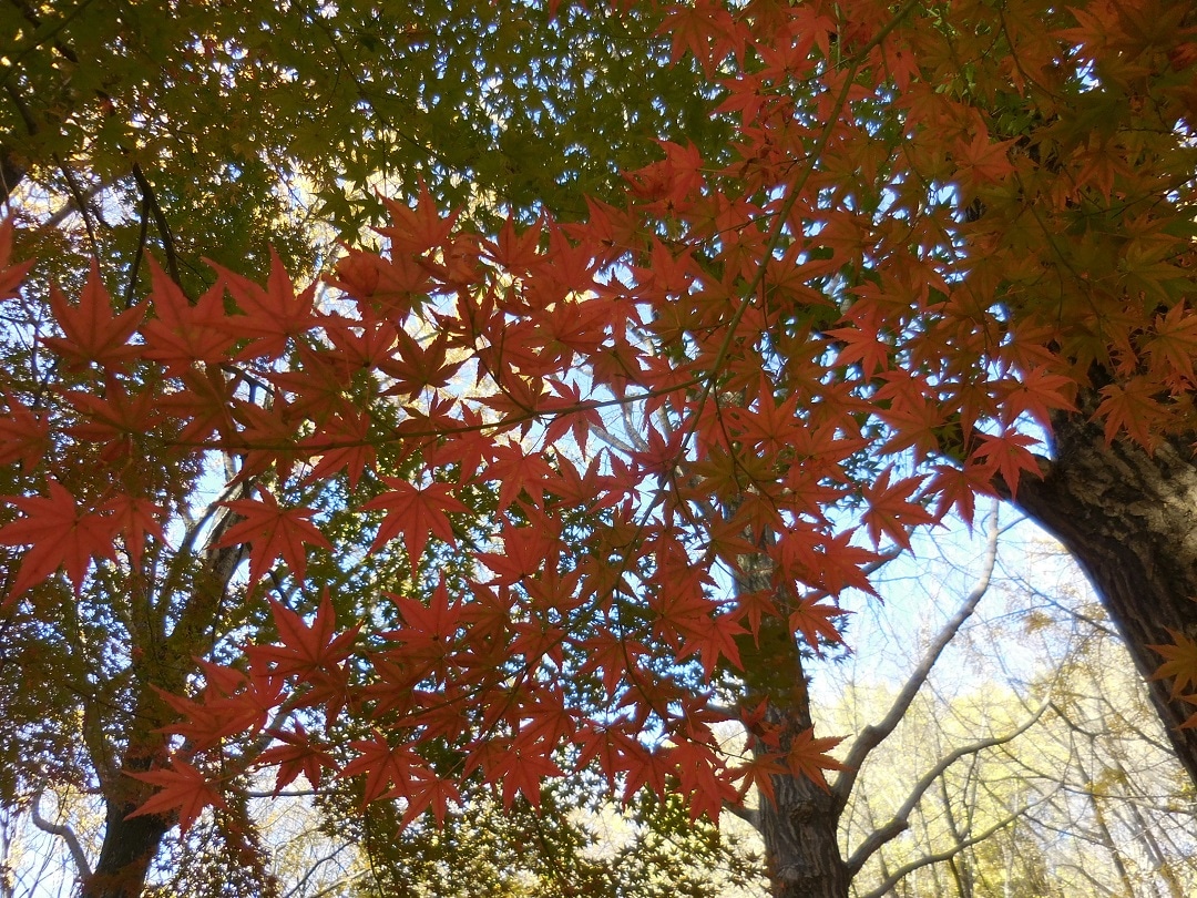 紅葉