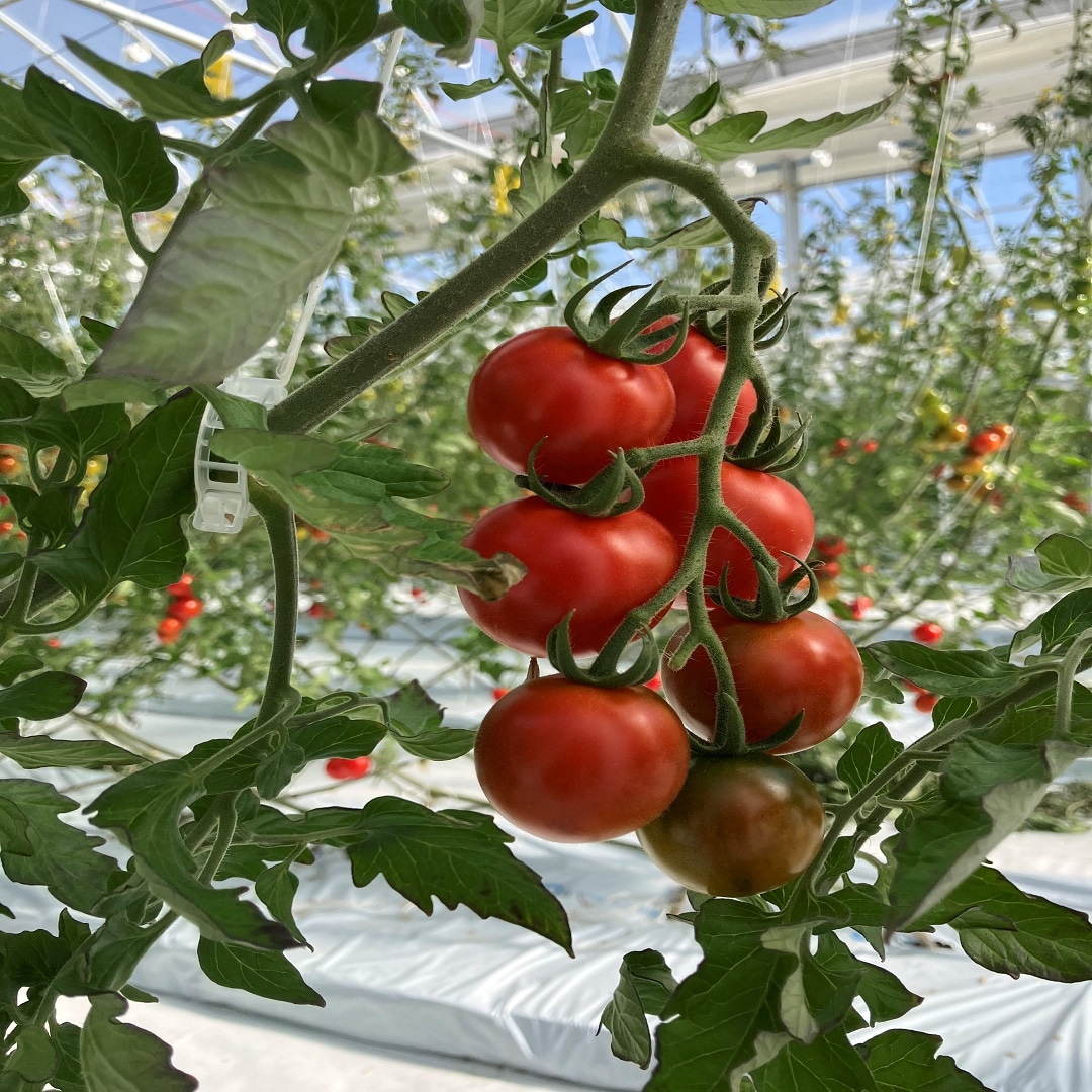 トマト（ルビオーレ）の写真