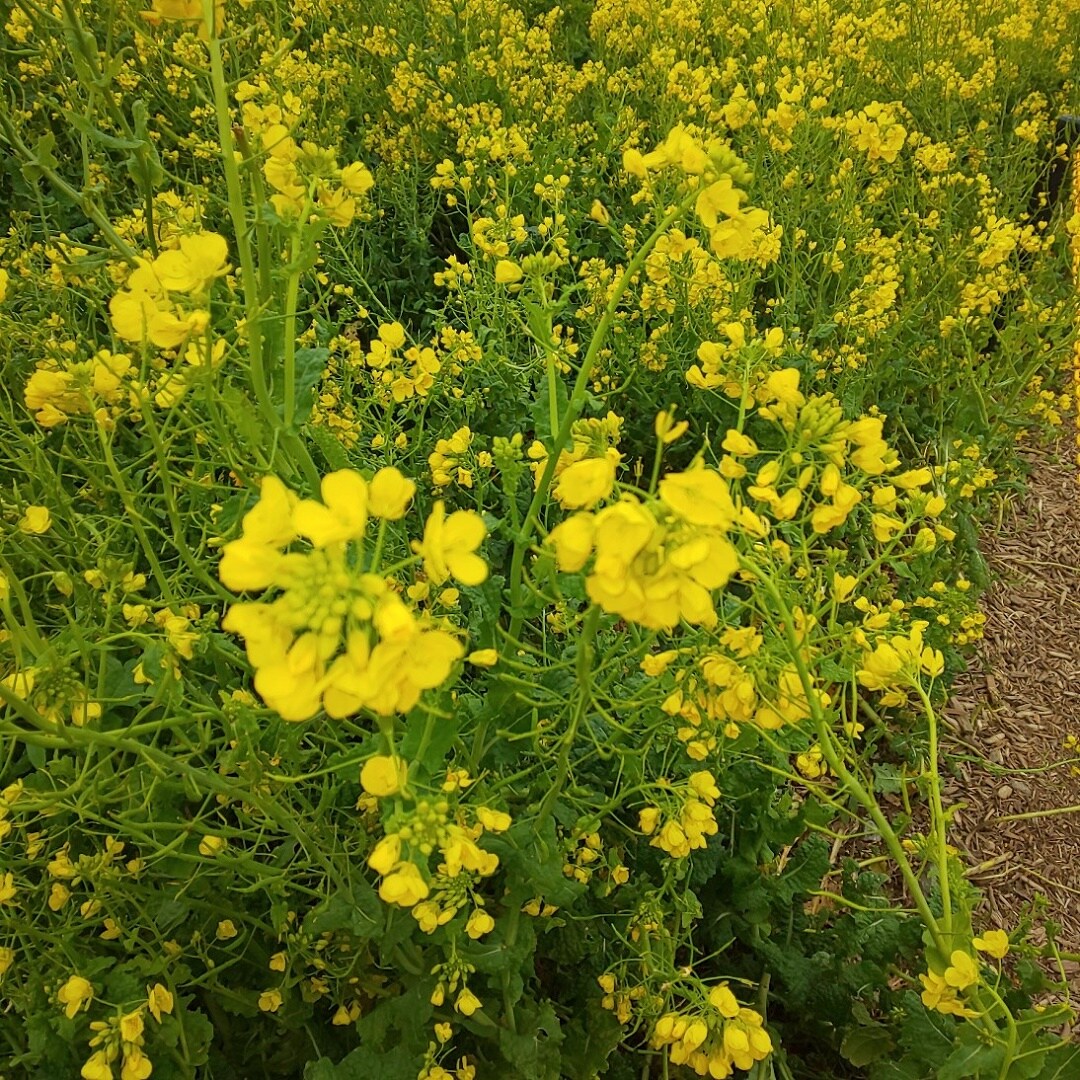 菜の花アップ