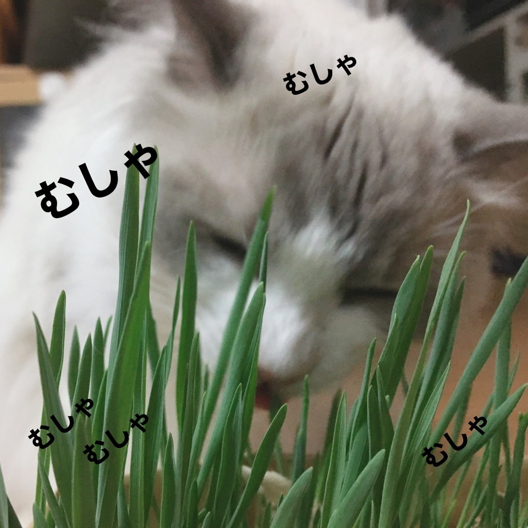 NNNNN_YYMMDD＿NN＿00.jpg