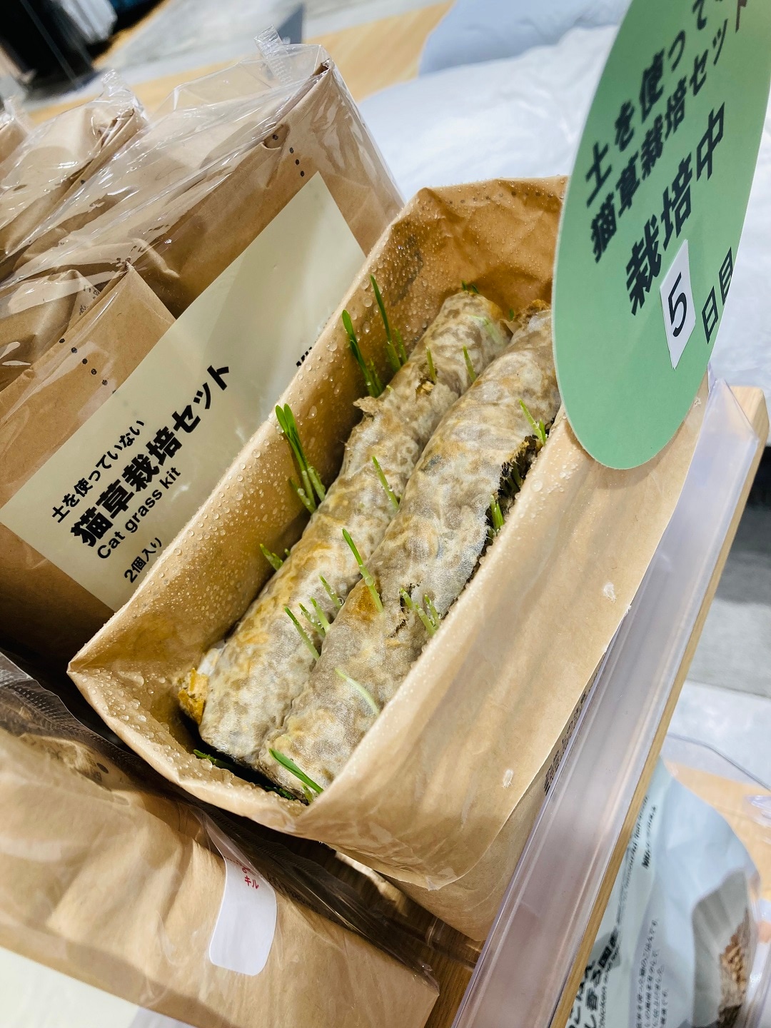猫草