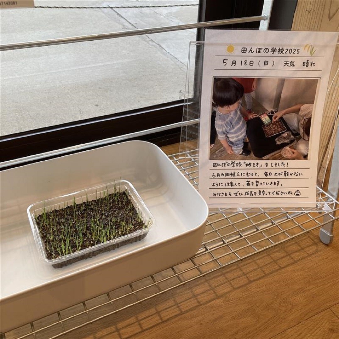 籾まき⑦