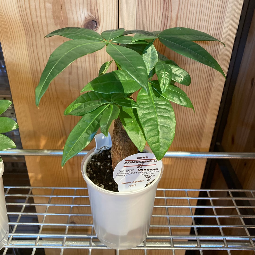 グリーン入荷のお知らせ　02