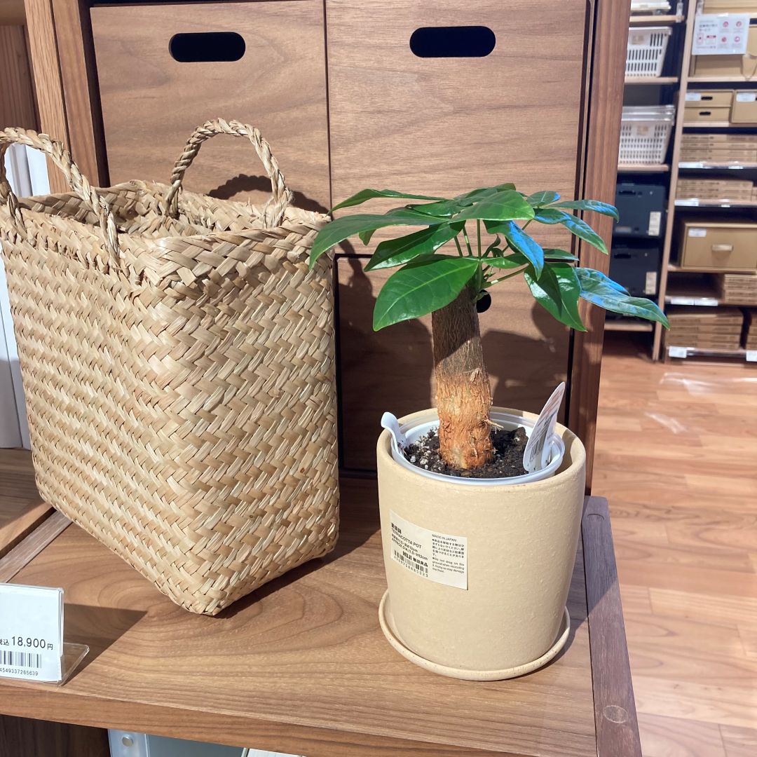 グリーン入荷のお知らせ　パキラ　02