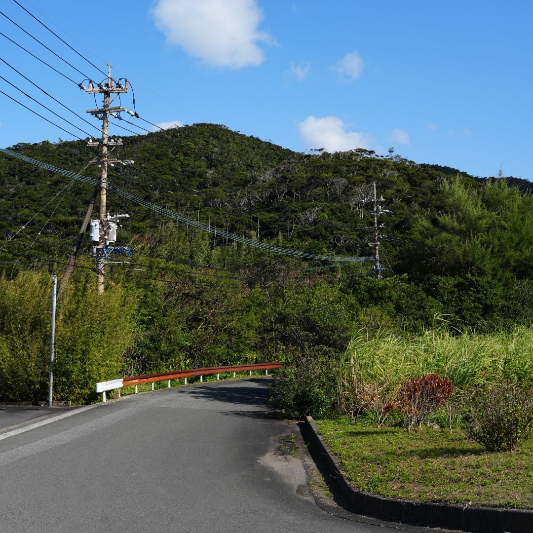 【銀座】奄美大島の果物　たんかん　