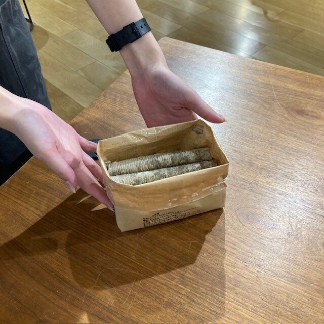 【COCOSA熊本】　ネコ草栽培セットを育ててみました