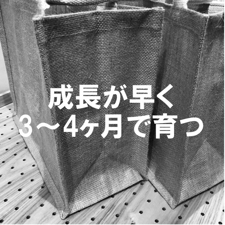 素材は麻