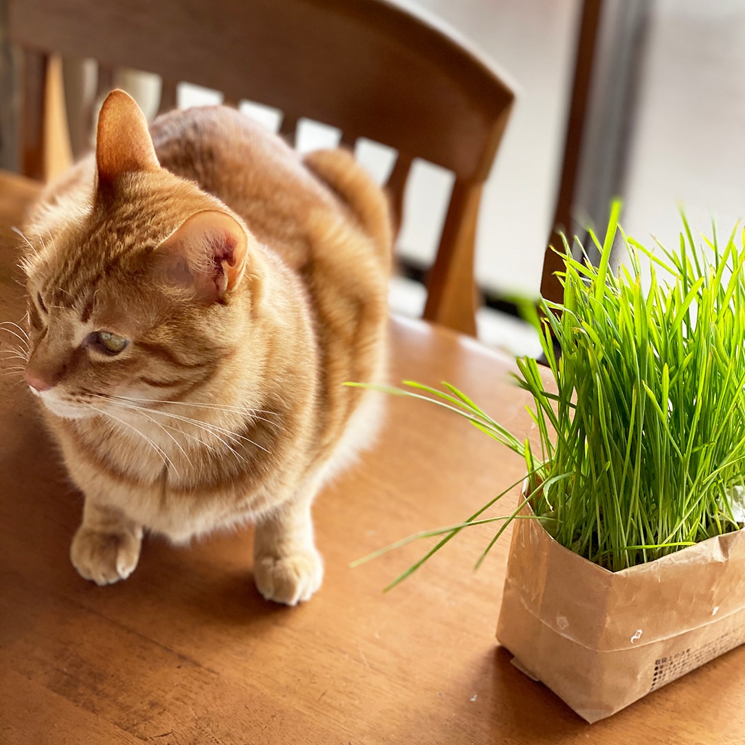 栄スカイル_猫草