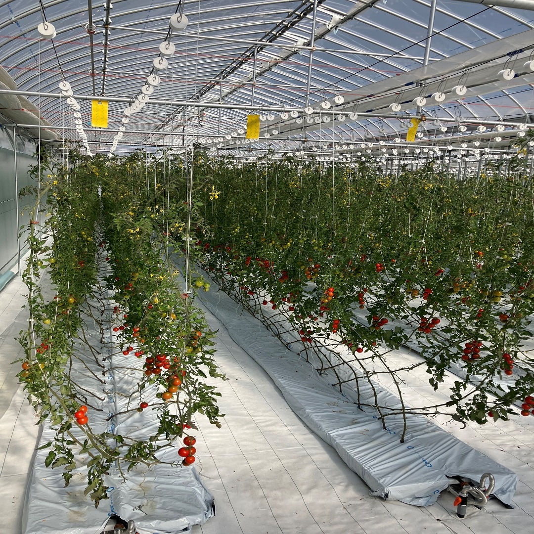 ビニールハウスの写真