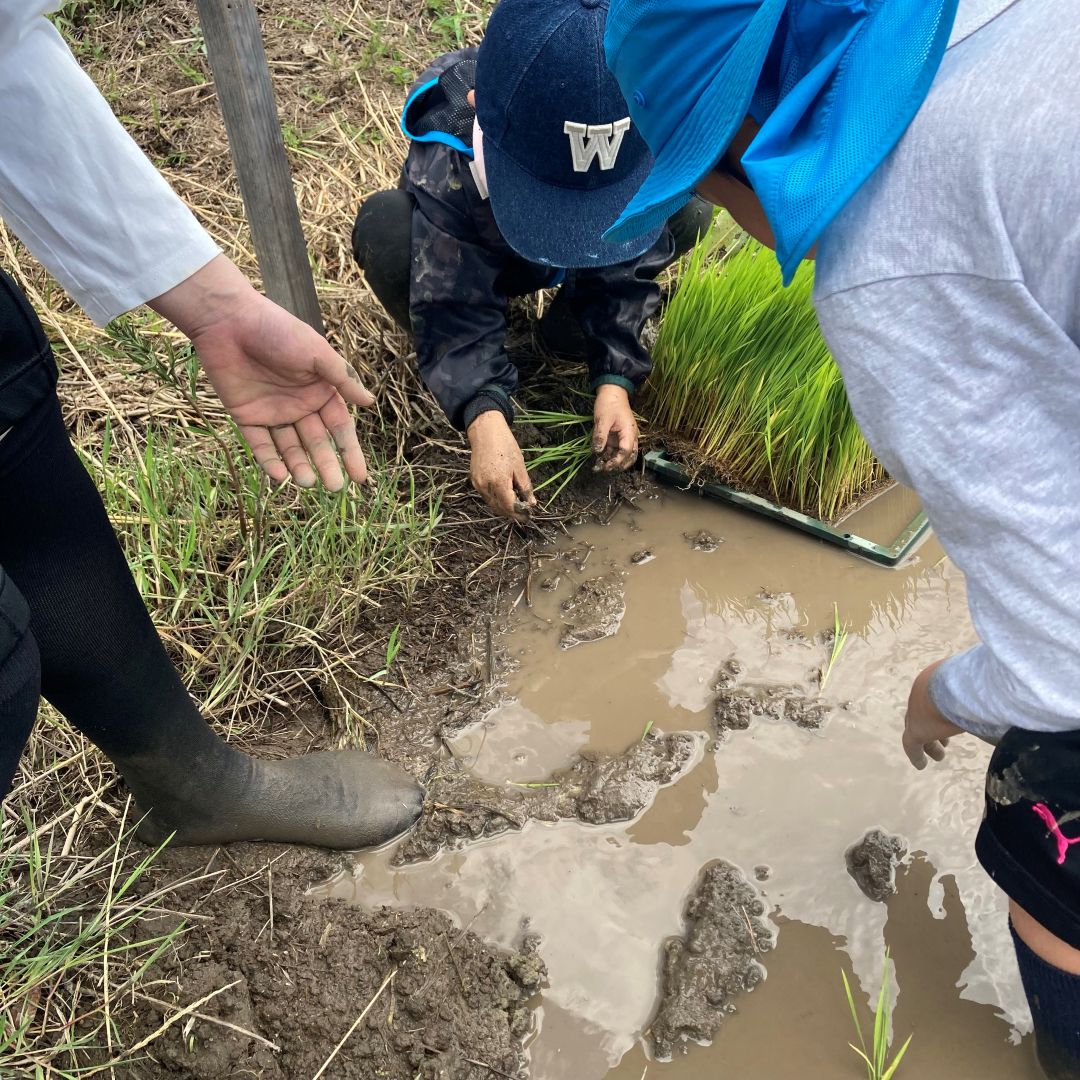 【ルビットパーク大口】田んぼの学校〜6月田植え〜_7tTEAC