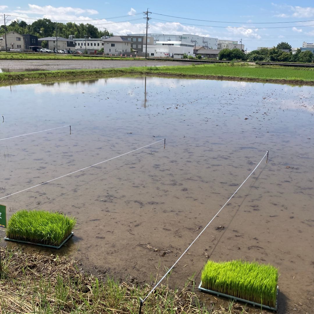 【ルビットパーク大口】田んぼの学校〜6月田植え〜_QiO7IB