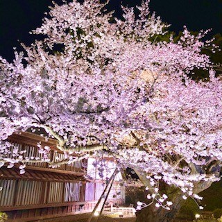 夜桜３