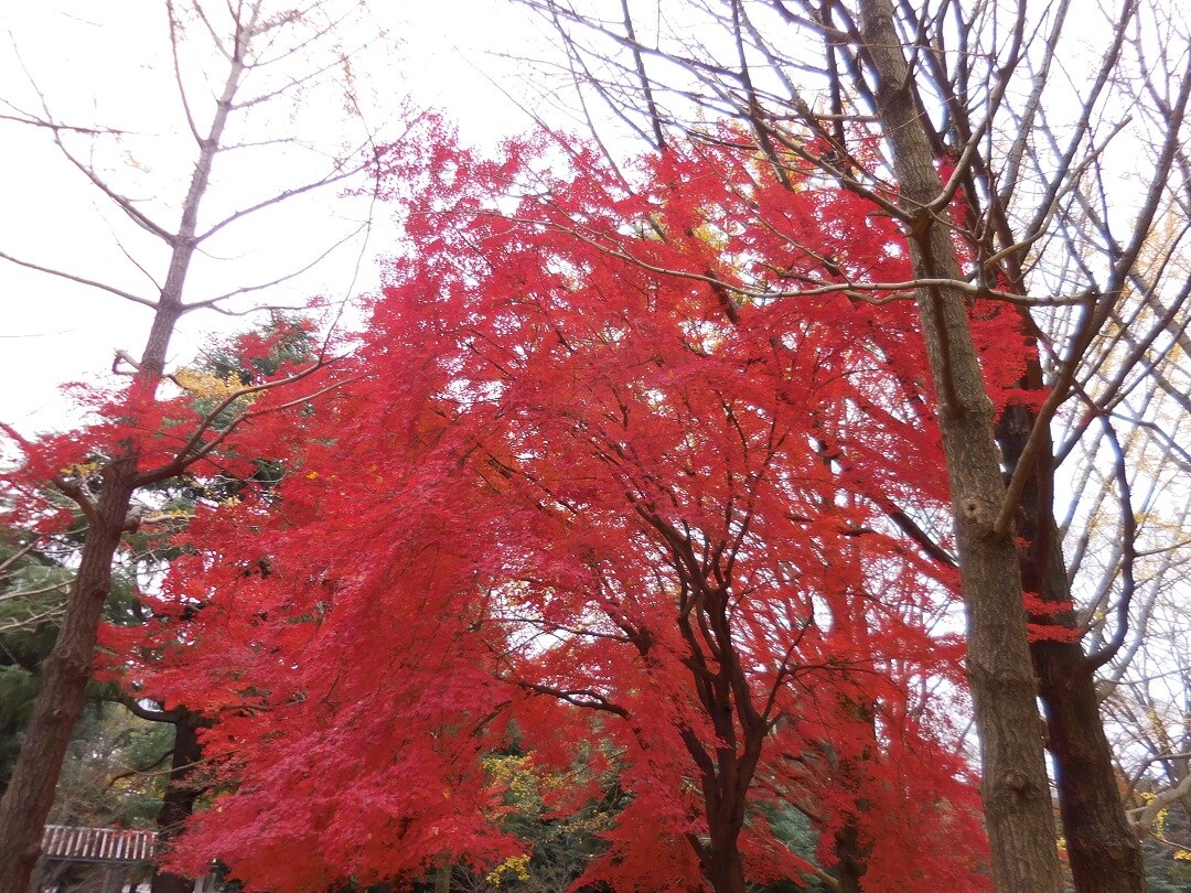 紅葉