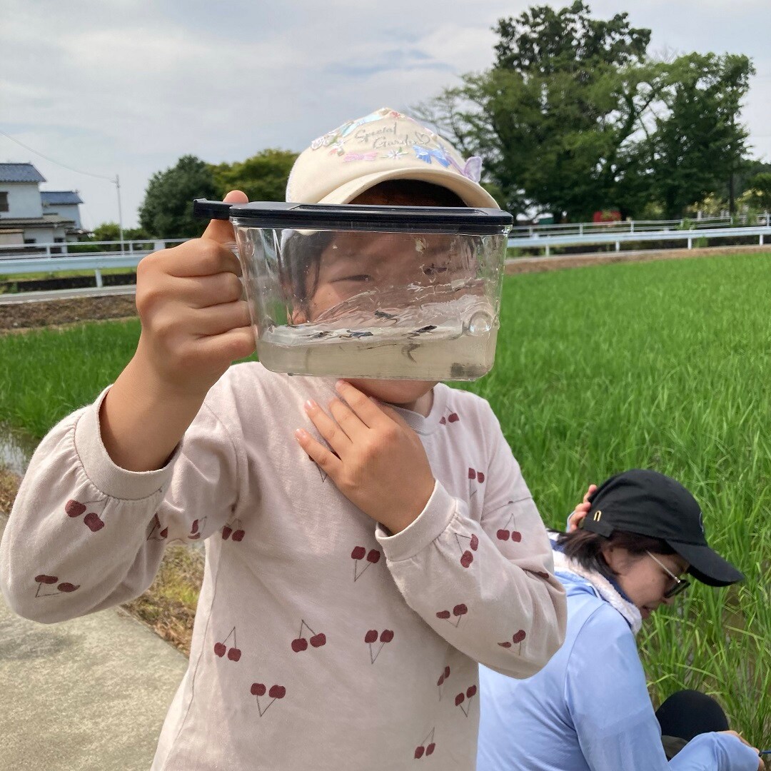 田んぼ7月-4