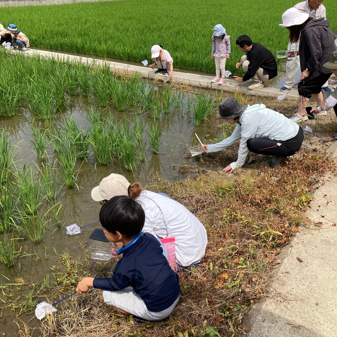 田んぼ7月-2