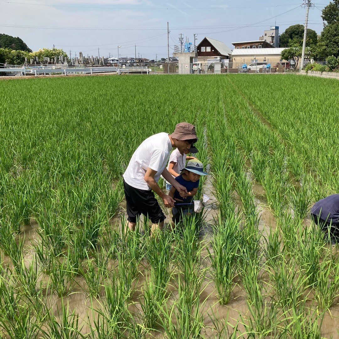 田んぼ7月-3