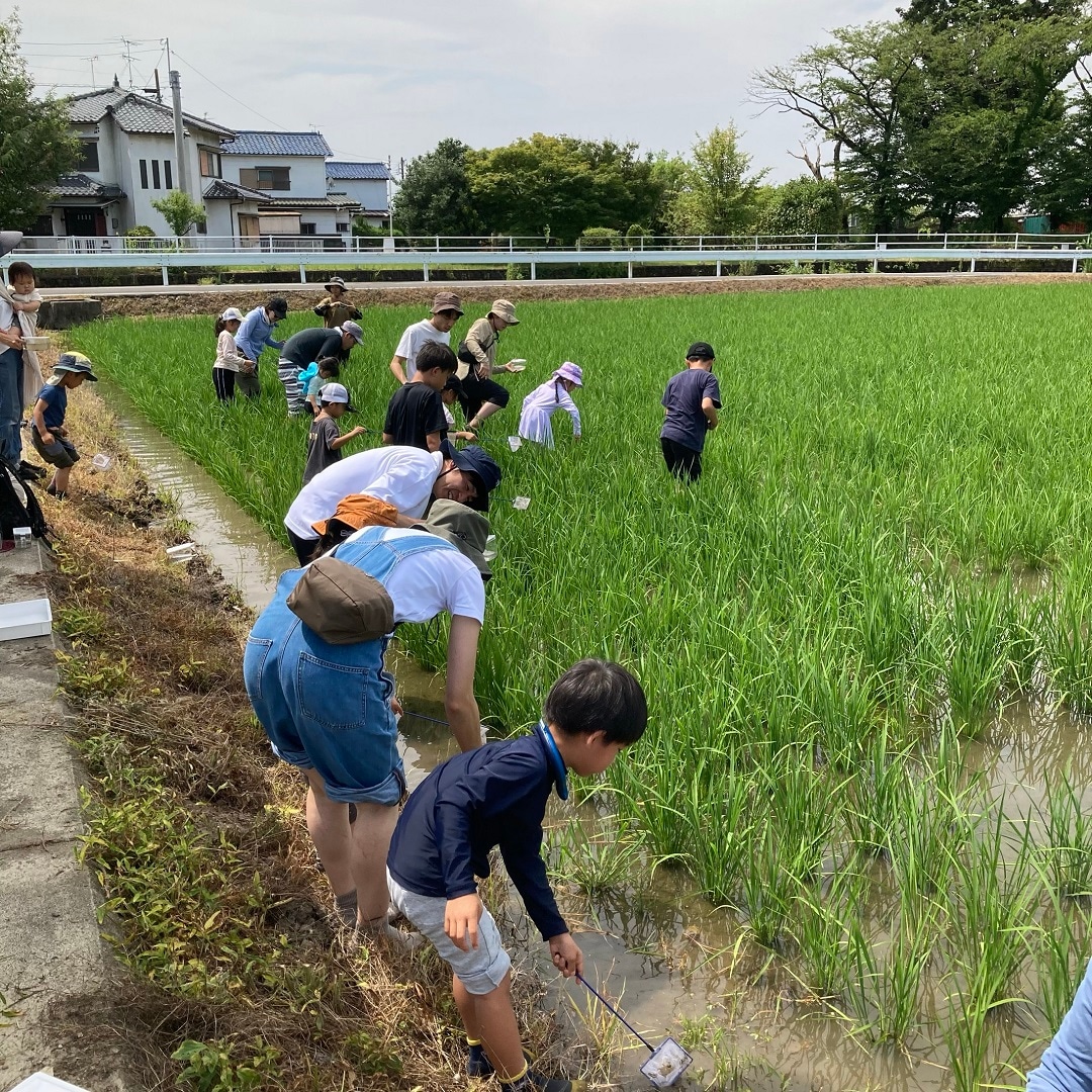 田んぼ7月-1